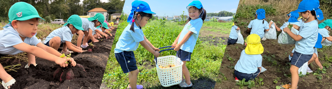 畑あそび　野菜収穫体験の様子