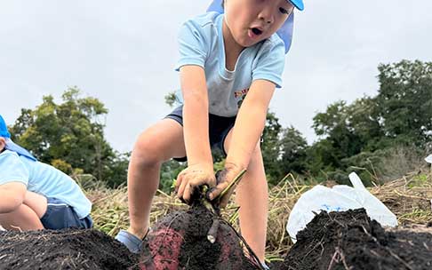 よつばの一年間　10月　さつまいも堀りの様子